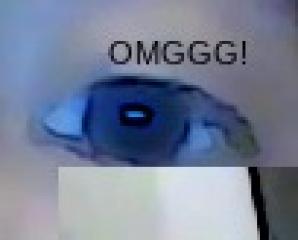 OTHER FRIENDS EYEEEEEsVOTE PLZZZZZ IF YOU VOTE YOU ARE AMAZING