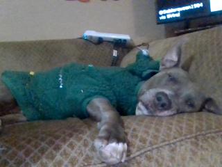 my dog in a Christmas tree sweater