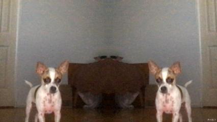 CUTE DOG! CUTE DOG!