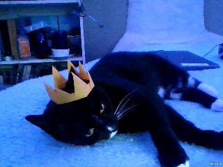 cat in crown