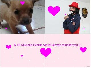 REST IN PEASE! Kuki the dog was murdered and cepillin that made a smile in every person died of CANSER we miss you :(
