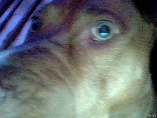 Scarrrrry doge lol Scarrrrry doge lol