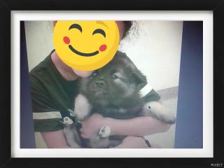 Do you like my new puppy??? Do you like my new puppy???