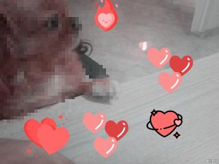 Holis vonten . Pupi cute Holis vonten . Pupi cute