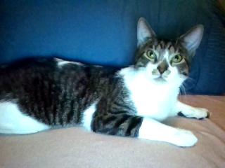 kitty cat take oooovvvvvveeeeerrrrr   (^._ .^)