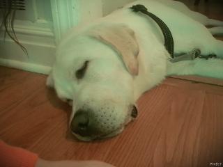 my puppy loves this app champ said i love it my puppy loves this app champ said i love it