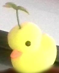 WHAT IN THE DUCK !!!!! WHAT IN THE DUCK !!!!!
